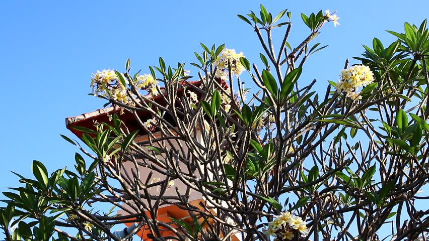 Yellow plumeria flower on the tree. Tropical garden on Bali island, Indonesia.