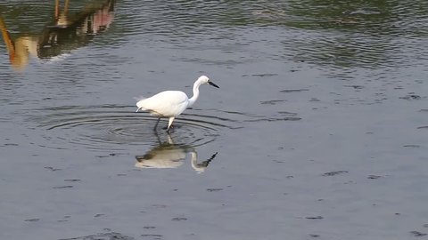 Little Egret Fishing2