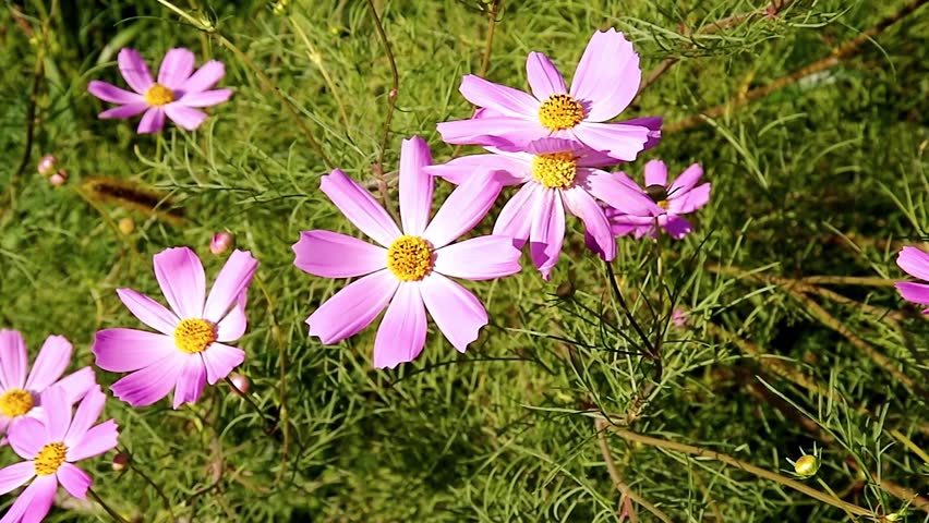 Close up of Cosmos Flower