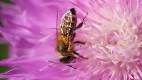Bee on the pink flower