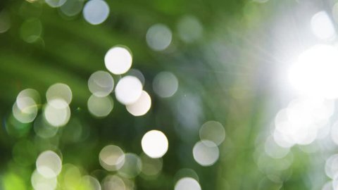Nature abstract background with green,nature green bokeh 