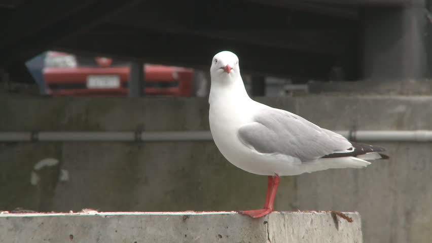seagull squawking