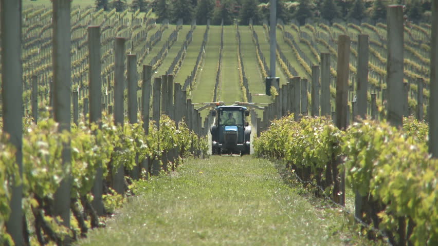 Spraying grapes with fungicide