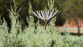 Giant Swallowtail Butterfly over green blured background