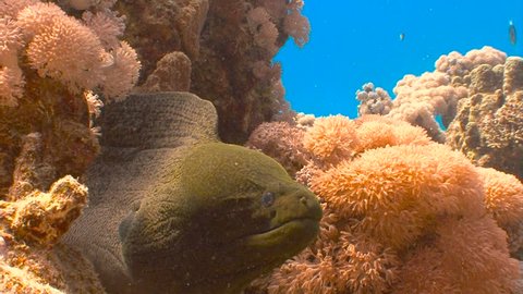 Diving in the Red sea near Egypt. Angry giant Moray eel.