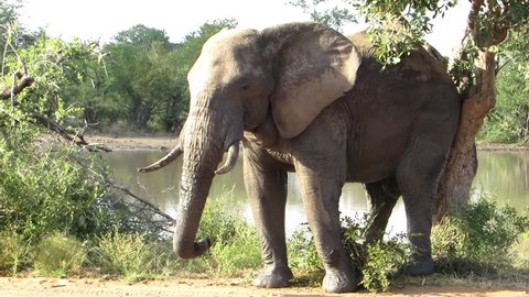 Big elephant bull scratching bum on tree