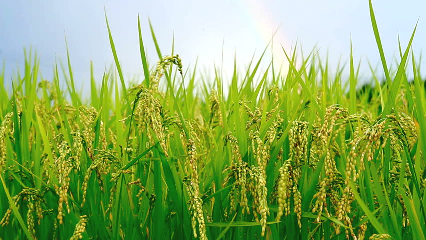 rice field rainbow background Stock Footage Video (100% Royalty-free ...