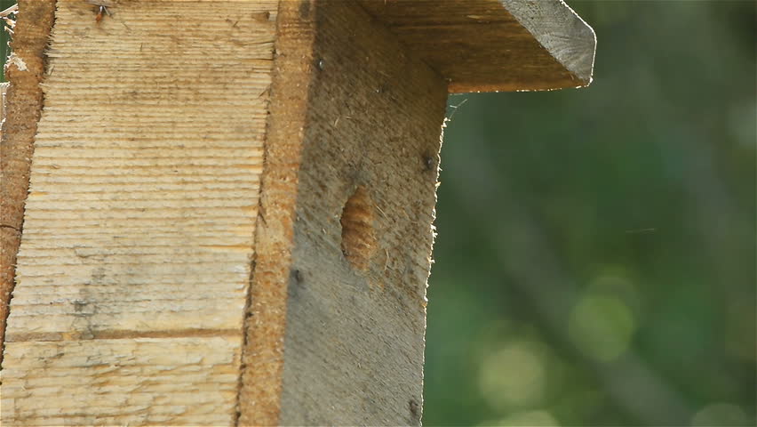 Eurasian blue tit (Cyanistes caeruleus) flies to the nest box. Slow motion.