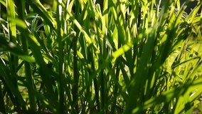 Green grass footage macro sun shines through the leaves beautiful background of spring. Video shutting static camera.