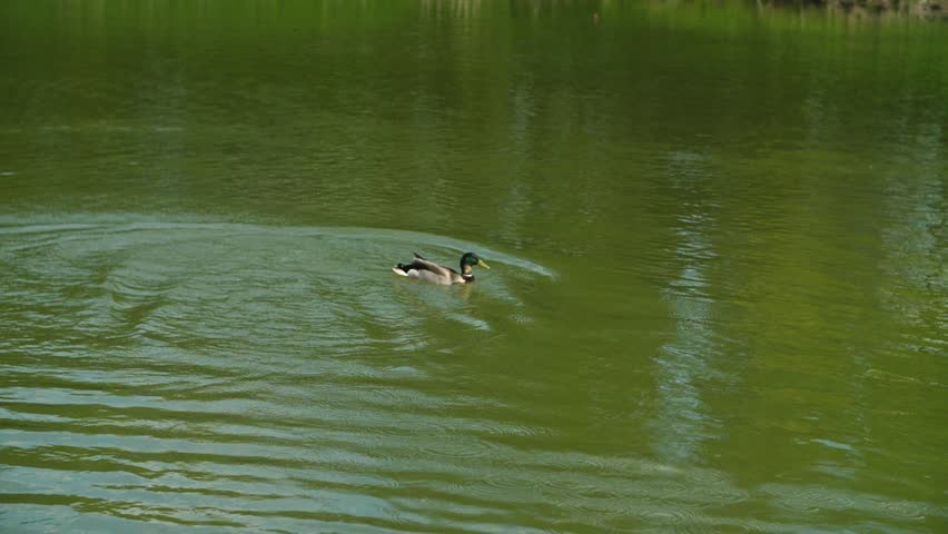 A duck takes off from the water and flies away in slow motion.