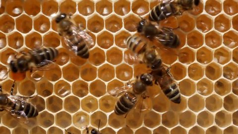 Bees convert nectar into honey, and cover it in the comb.