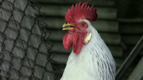 Portrait. The white cock gives a voice of alarm. Morning. Wake up everyone. New day. Enable audio track slowmotion