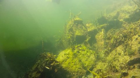 green underwater ecosystem
