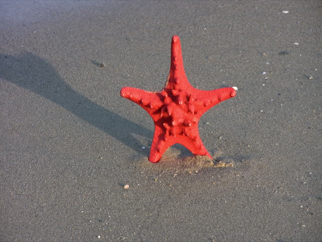 Beautiful red sea star