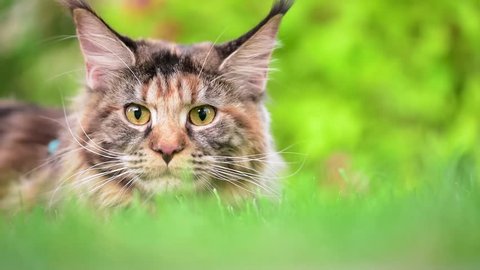 Tortoiseshell Maine Coon cat with leash in backyard. Young cute female cat wearing a harness. Pets walking outdoor adventure on green grass in park.