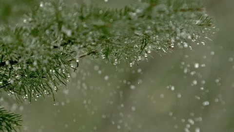 Snow melt drops of water falling through a pine tree branch