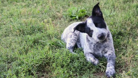 Adorable Texas Heeler puppy tilting her head from side to side while lying in grass