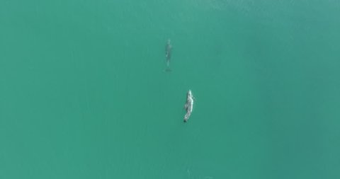 Two dolphins are swimming in the ocean. Drone flies from above. 