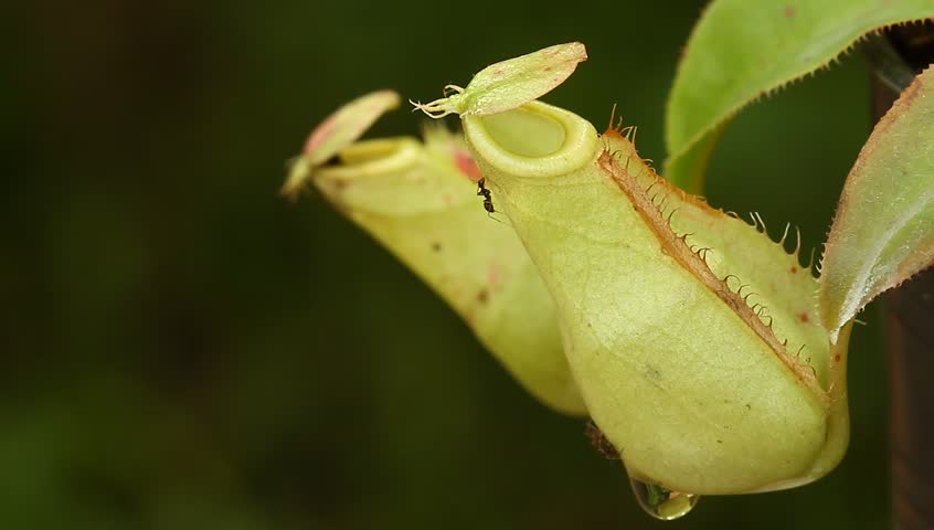 ants busy on the pitcher plant