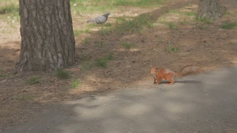 Squirrel and pigeon feeding in the park. Close-up
