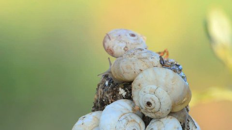 snails 