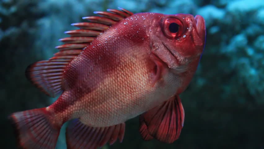 Closeup of a red fish, looking alert. HD 1080p.