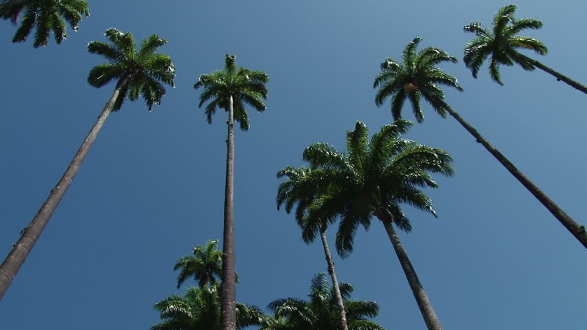 Palm Trees in the Botanical Gardens in Rio de Janeiro