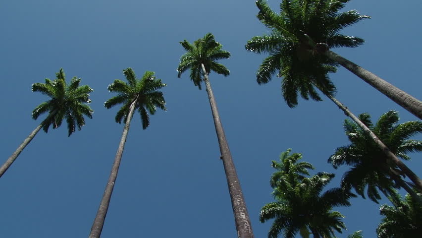Palm Trees in the Botanical Gardens in Rio de Janeiro