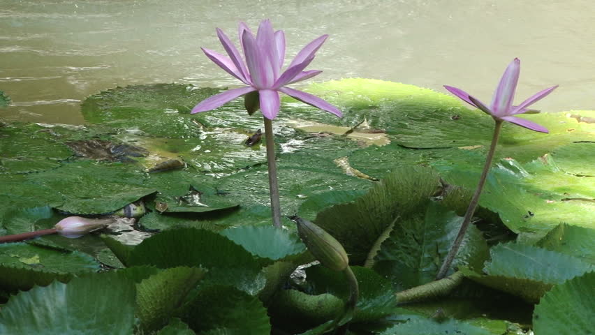 Water Lilies in the Botanical Gardens in Rio de Janeiro