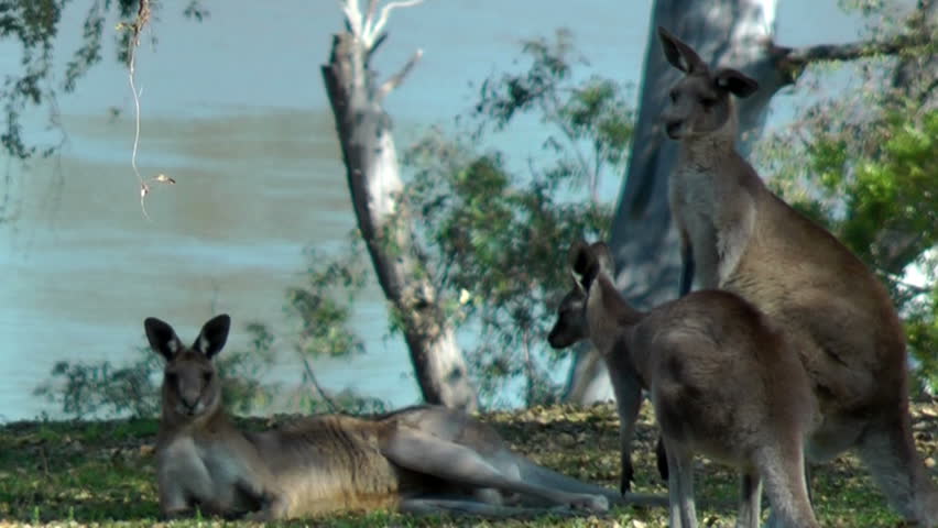 Australia- kangaroos