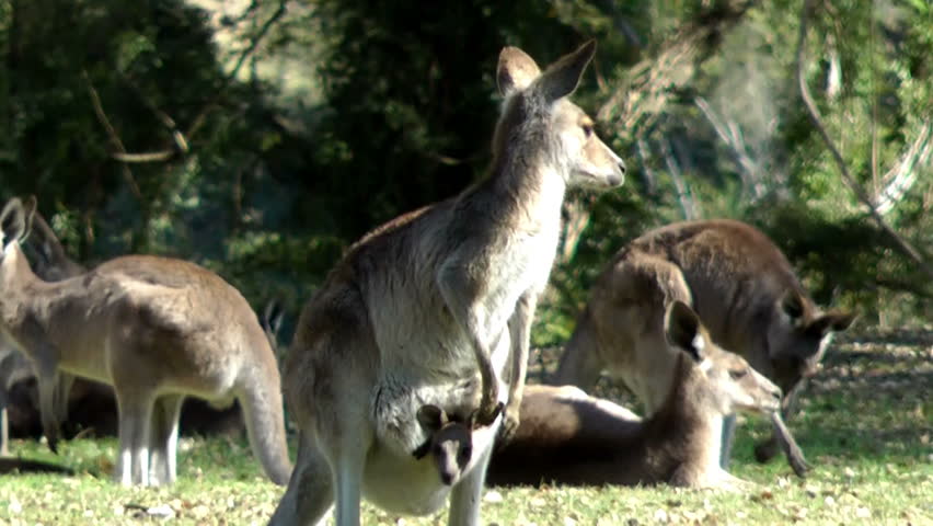 Australia- kangaroos with a baby (joey)