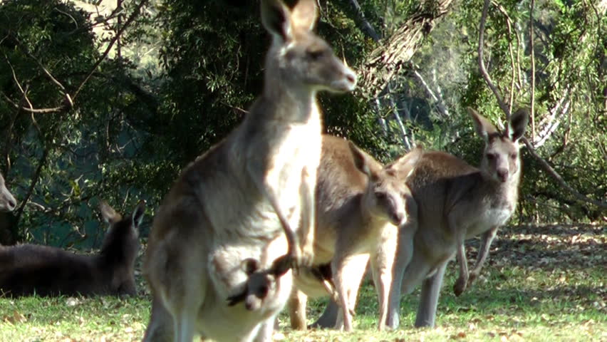 Australia- kangaroos