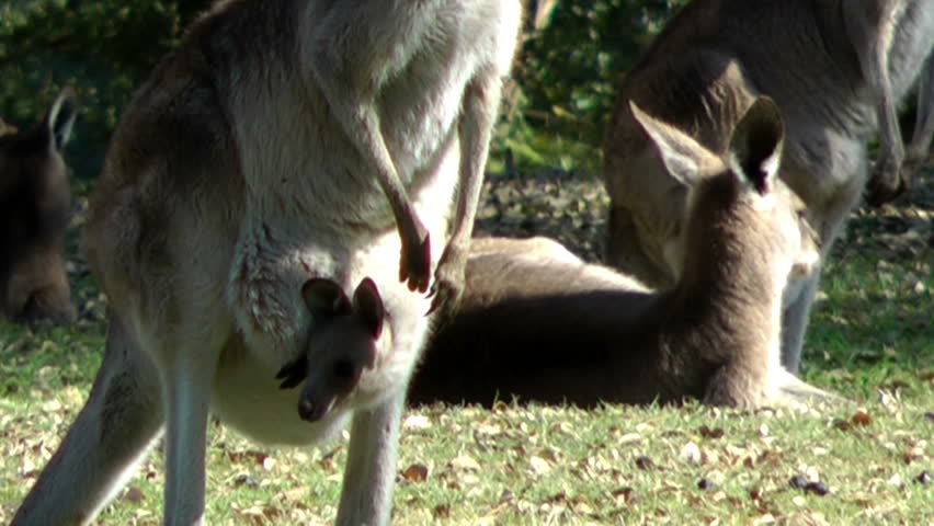 Australia- kangaroos with a baby (joey)