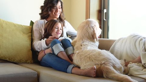Golden Retriever junior dog in the couch with human family
