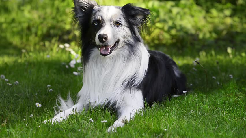 Cinemagraph of dog wags with the tail