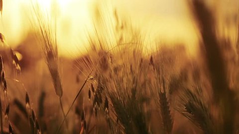 Wheat Field. Ears of wheat close up. Harvest and harvesting concept. Field of golden wheat swaying. Nature landscape. Peaceful scene. Background Health Concept HD