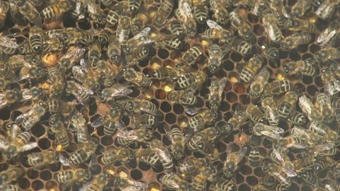 Many bees working on honeycombs with honey