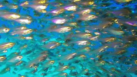 Underwater Glass-Fish. Picture of sweepers glassfish (Parapriacanthus ransonneti) and table coral in the tropical reef of the Red Sea, Dahab, Egypt.