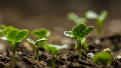 Time lapse of vegetable seeds growing or sprouting from the ground.  