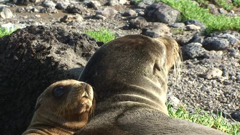 Sealion baby with its father