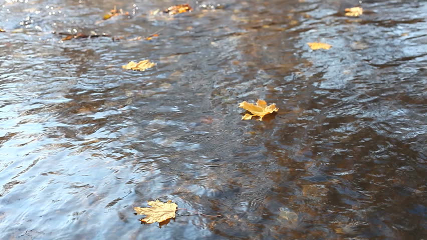 Yellow maple leaves floating in the autumnal puddle