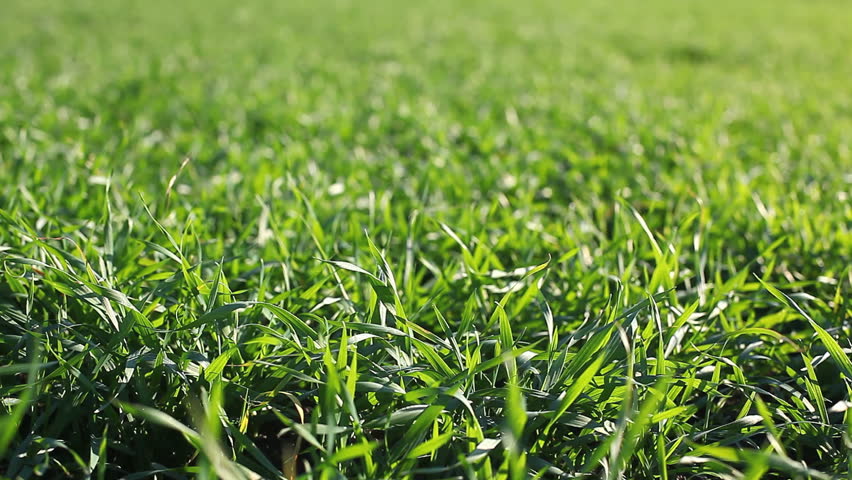 Close-up of green grass swaying in the natural environment