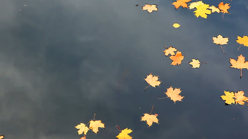 Yellow maple leaves drifting in the river during autumn