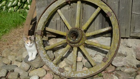 small kitten and old carriage broken wheel