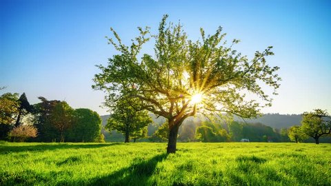 Slider time lapse footage of an idyllic rural scene with a tree on a meadow and the sun beautifully shining through its branches