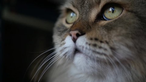Satisfied cat sitting opposite the window looking at the sides, close-up face. SLOW MOTION. HD, 1920x1080.