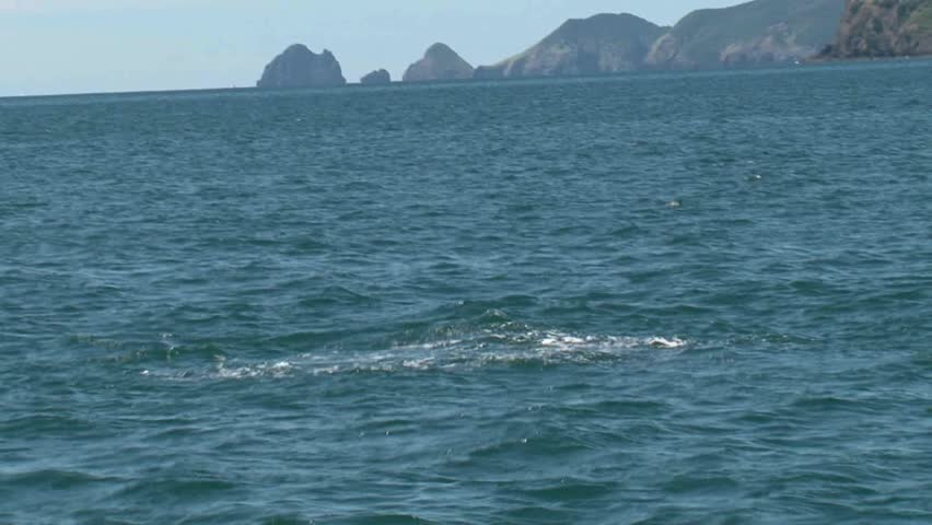 Bay of Islands, New Zealand. September 2011. Dolphin videoed in slow motion