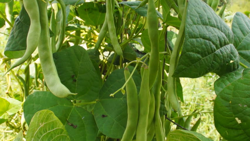 Green Beans on vine in Garden, Dolly shot