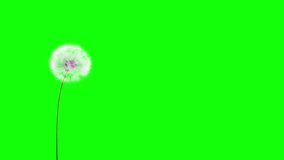 Dandelion on the wind (GreenScreen). You can change background or add graphics to this clip, using greenscreen keying.