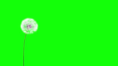 Dandelion greenscreen là giải pháp hoàn hảo để trang trí video của bạn. Với khả năng loại bỏ lớp nền phức tạp, bạn có thể dễ dàng thêm hình ảnh của cây bồ công anh vào các video của mình. Nó sẽ tạo ra một cảnh quan tuyệt vời và đầy sức sống, thu hút sự chú ý của khán giả.